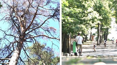 "Уже не буде такого клімату, як раніше": у черкаському парку висихають дерева