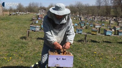 На Хмельниччині відновлюють унікальну породу бджіл
