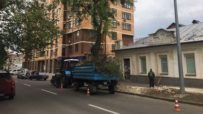 У Харкові через вітер дерево впало на двох чоловіків У Харкові через вітер дерево впало на двох чоловіків
