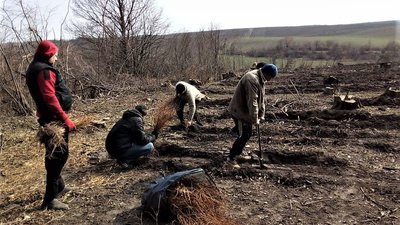 Дуби і модрини: у громаді на Тернопільщині заліснюють території Дуби і модрини: у громаді на Тернопільщині заліснюють території