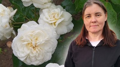 Як доглядати за трояндами, Валентина Ярема, садівниця,вирощування троянд, Пірванче, Волинь