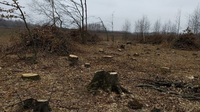 На Житомирщині понад 6 мільйонів гривень збитків завдано вирубкою дерев