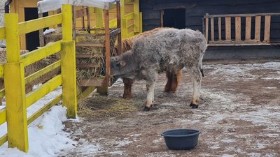 екоферма, Довжик, бичок, втік, придбали, зникаюча порода екоферма, Довжик, бичок, втік, придбали, зникаюча порода