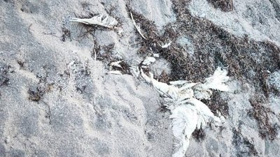 Масова загибель лебедів на узбережжі Азовського моря на межі з Кримом — ЦНС