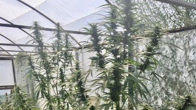 Вирощував кущі коноплі в теплиці: на Херсонщині викрили наркоаграрія Вирощував кущі коноплі в теплиці: на Херсонщині викрили наркоаграрія
