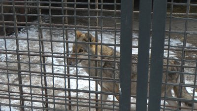 У зоокутку Дитячої залізниці в Запоріжжі занедужав вовк. Що кажуть ветеринар та зоозахисники