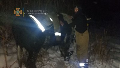 На Харківщині бик провалився під лід: його витягали рятувальники На Харківщині бик провалився під лід: його витягали рятувальники