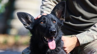 Фортуна, службова собака, кінолог, російський обстріл, Шахед, Нова пошта, Нацполіція