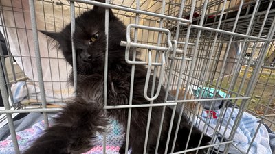 У Миколаєві шукали нових господарів котам та собакам
