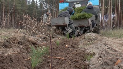 Так висаджують ліс Так висаджують ліс