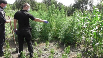 На Черкащині поліцейські ліквідували дві ділянки коноплі На Черкащині поліцейські ліквідували дві ділянки коноплі