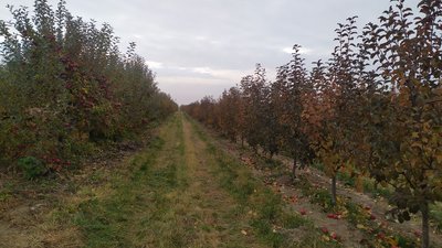 яблука яблука