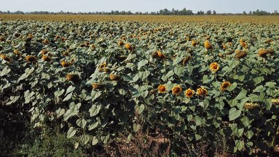 Виготовляє соняшникову та гарбузову олію. Бейла Бачкаї. СУСПІЛЬНЕ | ЛЮДИ