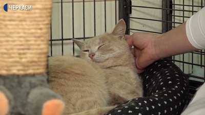 Вакансія "обіймача котів" з'явилась у черкаській ветклініці