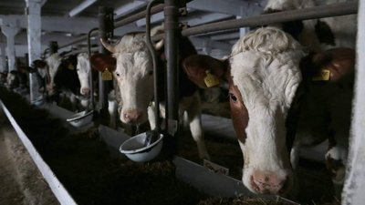 На окупованій Луганщині фермерам пропонують по 7 рублів за літр молока