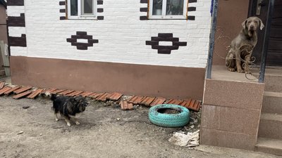 "Тварини — це святе": як волонтерка Олена Литовченко займається евакуацією тварин з Великої Писарівки на Сумщині