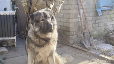 Кавказька вівчарка