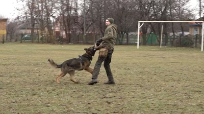собачки собачки