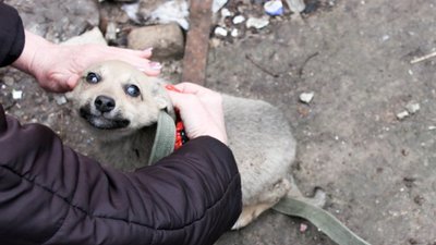 На Дніпропетровщині із заваленого підвалу рятувальники звільнили цуценя