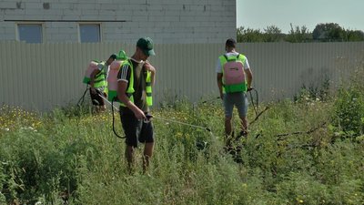 На боротьбу з амброзією у Полтаві витратять 400 тисяч гривень