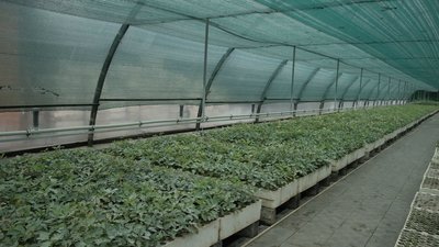 Переселенка з Донеччини майже 2 роки створює ліси на Вінниччині Переселенка з Донеччини майже 2 роки створює ліси на Вінниччині