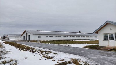 Коров'яча ферма на Львівщині, 24 січня 2024. Коров'яча ферма на Львівщині, 24 січня 2024.
