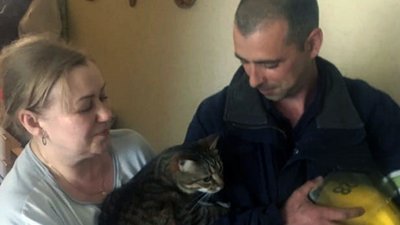 На Дніпропетровщині надзвичайники допомогли зняти кота, який впав на дашок балкона