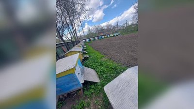 Отруєння бджіл на Прикарпатті: комісія з'ясовує, чим обробляли навколишні поля Отруєння бджіл на Прикарпатті: комісія з'ясовує, чим обробляли навколишні поля