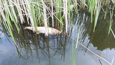 На Житомирському водосховищі зафіксували загибель риби