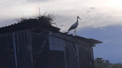"Якщо виживе, то літати не зможе". У Верблюжці під час демонтажу стовба випали лелеченята "Якщо виживе, то літати не зможе". У Верблюжці під час демонтажу стовба випали лелеченята