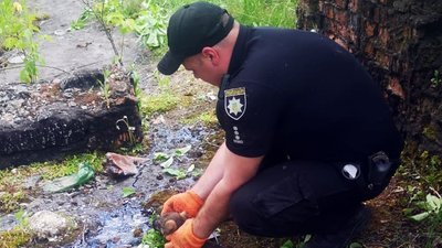 "Застрягли у розтопленій смолі": на Хмельниччині поліцейський врятував четверо цуценят "Застрягли у розтопленій смолі": на Хмельниччині поліцейський врятував четверо цуценят