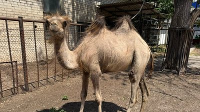 У Миколаївський зоопарк привезли верблюдицю з Одеси