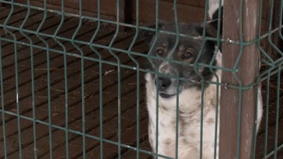 Морози та відключення світла: як переживають зиму тварини у луцькому КП "Ласка" Морози та відключення світла: як переживають зиму тварини у луцькому КП "Ласка"