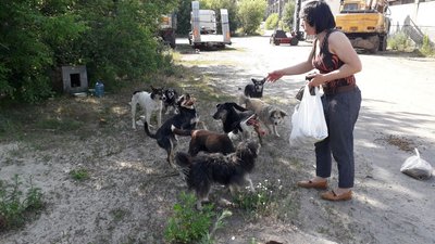 Сумські волонтери отримали гуманітарну допомогу для безпритульних тварин