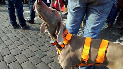 Харків’яни вийшли на два пікети під Облраду Харків’яни вийшли на два пікети під Облраду