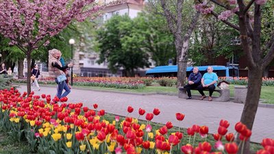 "Маленькі Японія й Голландія". Тюльпани й сакури в Дніпрі – фоторепортаж "Маленькі Японія й Голландія". Тюльпани й сакури в Дніпрі – фоторепортаж