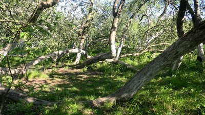 У Кролевці на Сумщині розквітла яблуня-колонія, якій понад 220 років У Кролевці на Сумщині розквітла яблуня-колонія, якій понад 220 років