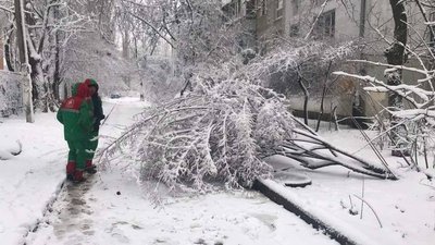 В Одесі через снігопад повалені майже 60 дерев