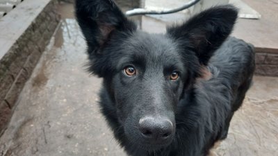 У Дніпрі притулок “Мяв-Гав” прихистив тварин із зони бойових дій У Дніпрі притулок “Мяв-Гав” прихистив тварин із зони бойових дій