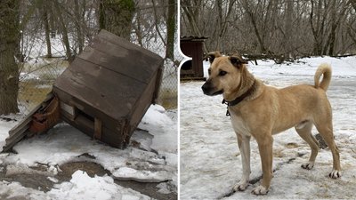 Притулок для бездомних тварин "БІМ" у Кропивницькому. 27 лютого 2026 рік