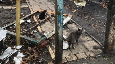 Коти на зруйнованому російськими ударами подвір'ї в Боровій