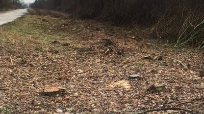 Завдав екології шкоди майже на 15 мільйонів гривень: судитимуть посадовця