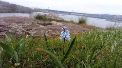 На Хортиці провели онлайн-екскурсію, і показали першоцвіти