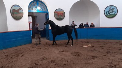 На Луганщині реалізують проєкт Біловодськ — столиця кінних заводів України