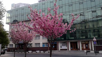 6 місць, де можна сфотографуватися з сакурами у Львові 6 місць, де можна сфотографуватися з сакурами у Львові