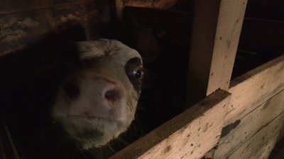 Господарство Івана Маківничука