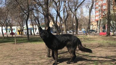 Шукає зброю та допомагає у затриманні. В Одесі на блокпостах разом з військовими несе службу пес Кай Шукає зброю та допомагає у затриманні. В Одесі на блокпостах разом з військовими несе службу пес Кай