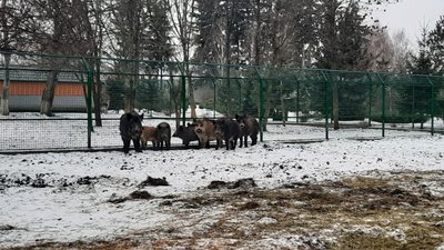 В мисливських угіддях на Кіровоградщині підгодовують диких тварин В мисливських угіддях на Кіровоградщині підгодовують диких тварин