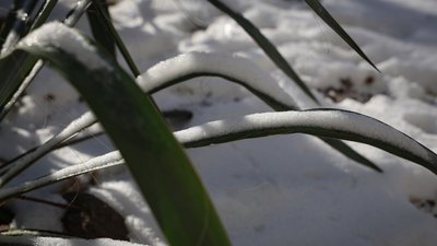 Херсон, погода, природа, зима