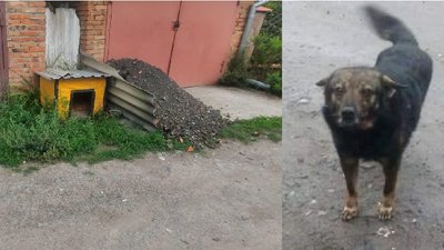 У Хмельницькому застрелили собаку, який жив поряд з людьми. Подробиці події